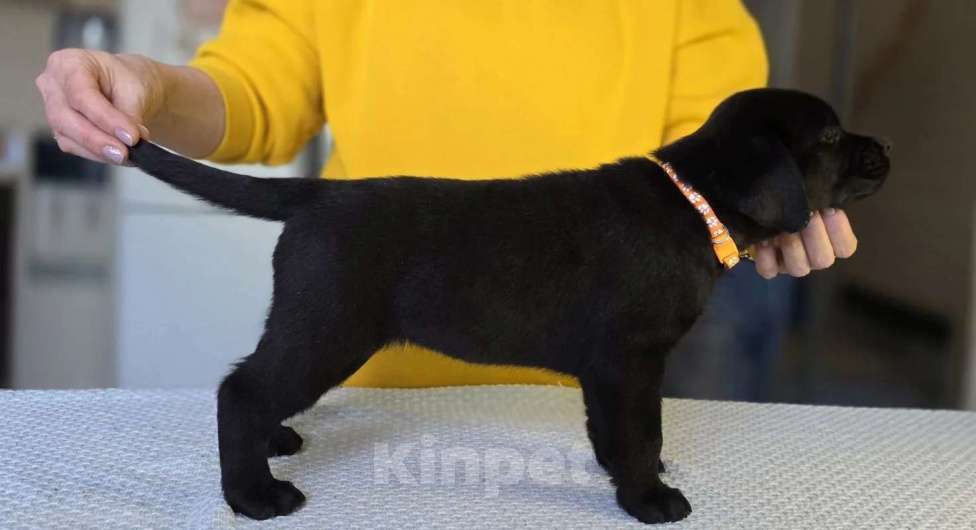 Собаки в других городах Московской области: Лабрадор ретривер Мальчик, 50 000 руб. - фото 8