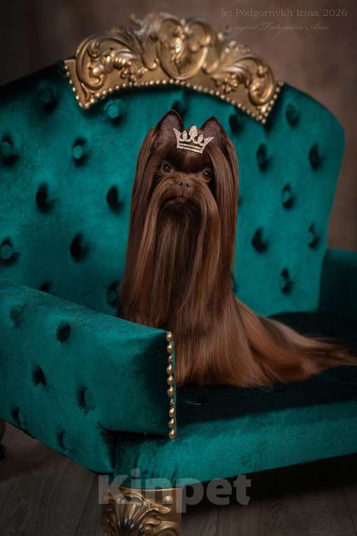 Собаки в Москве: Русалка для вязки Мальчик, 15 000 руб. - фото 1