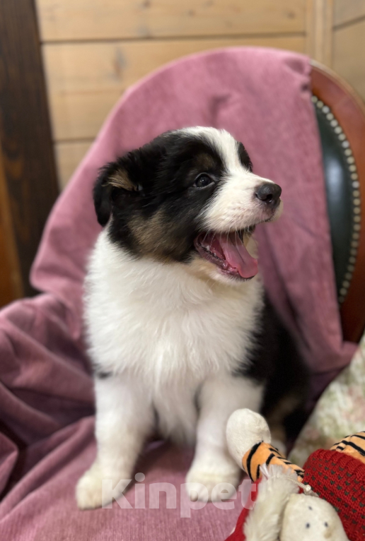 Собаки в Санкт-Петербурге: Австралийская овчарка щенки  Мальчик, 60 000 руб. - фото 6