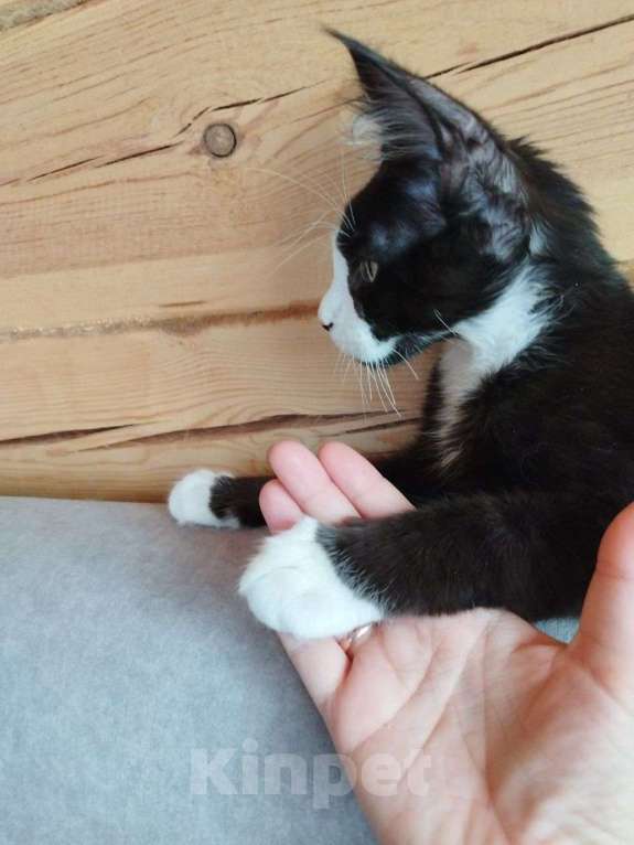 Кошки в Чите: Котенок мейнкун Мальчик, 35 000 руб. - фото 8