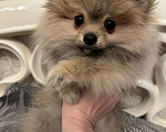 Собаки в Калининграде: Померанский шпиц  Мальчик, 28 000 руб. - фото 8