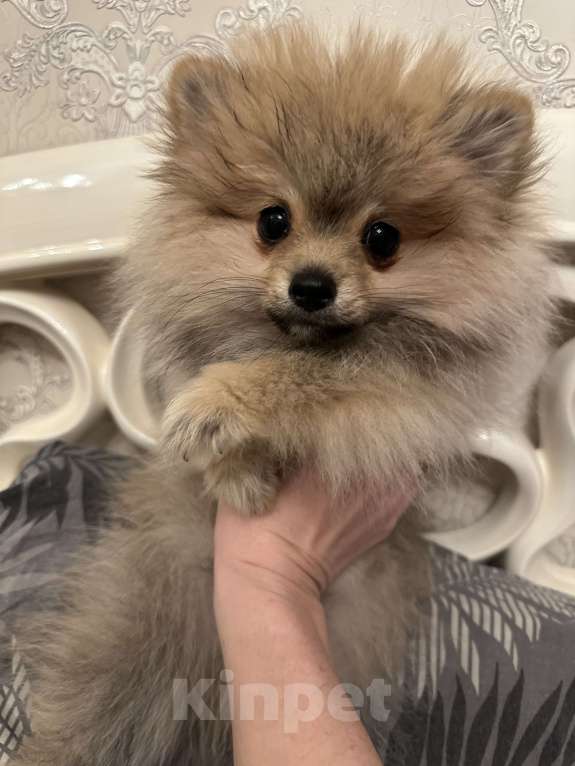 Собаки в Калининграде: Померанский шпиц  Мальчик, 28 000 руб. - фото 8