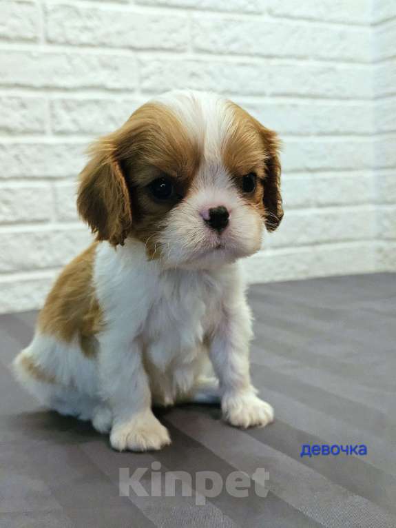 Собаки в других городах Липецкой области: Щенки Кавалер Кинг Чарльз спаниель Девочка, 75 000 руб. - фото 7