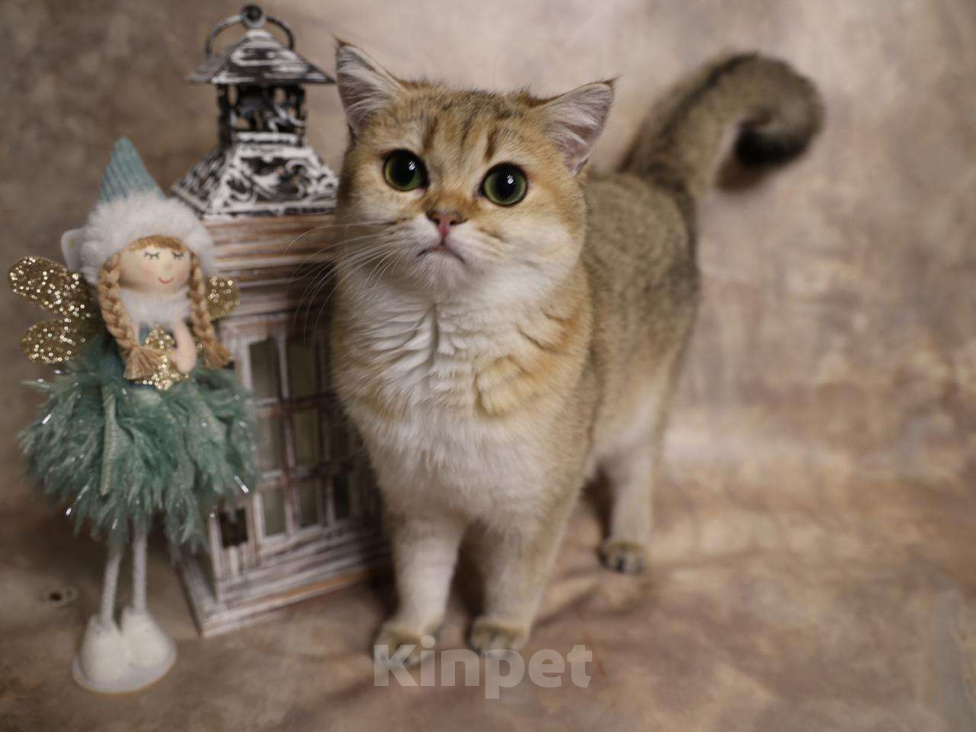 Кошки в Москве: Шотландский прямоухий короткошёрстный котёнок Девочка, 35 000 руб. - фото 7