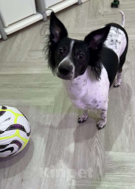 Собаки в Анапе: Взрослая собака в добрые руки Девочка, Бесплатно - фото 6