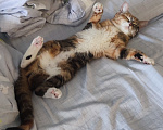 Кошки в Екатеринбурге: Котенок ищет дом Девочка, Бесплатно - фото 4