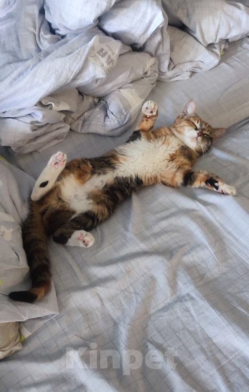 Кошки в Екатеринбурге: Котенок ищет дом Девочка, Бесплатно - фото 4