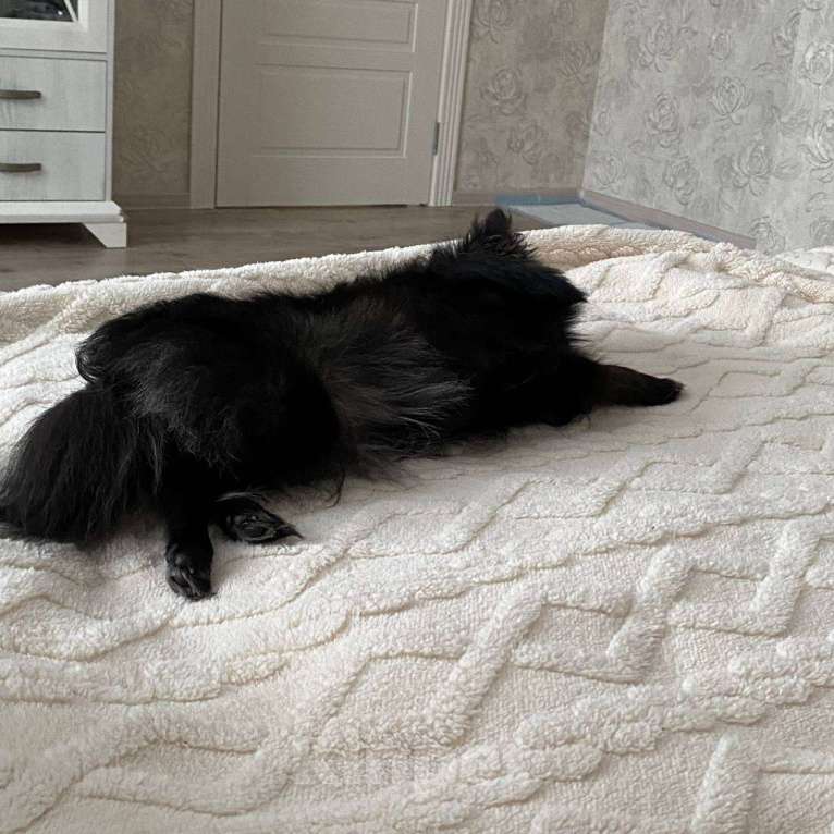 Собаки в Мурином: Отдам шпица Девочка, 10 000 руб. - фото 2