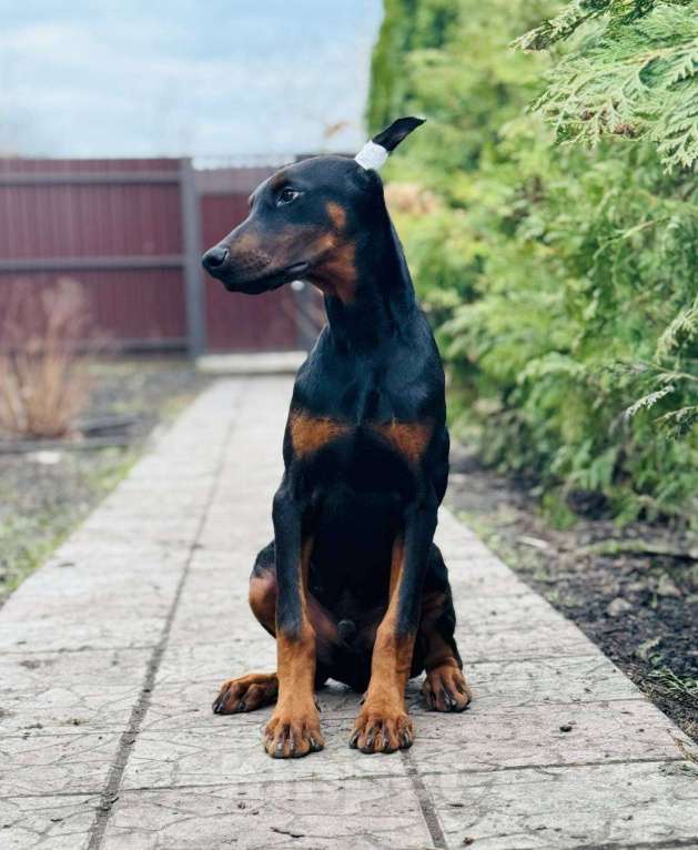 Собаки в других городах Московской области: Щенок добермана, парень Мальчик, 80 000 руб. - фото 4