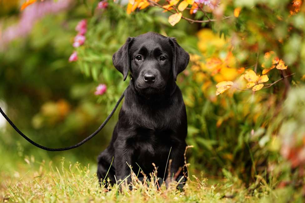 Собаки в Воронеже: Чудесные девочки из питомника Астер Либерти Лабро  Девочка, Бесплатно - фото 2