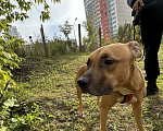 Собаки в Красноярске: Альфа Девочка, 1 руб. - фото 4