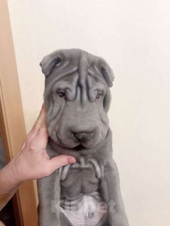 Собаки в Омске: Шарпей, Щенок Мальчик, Бесплатно - фото 4