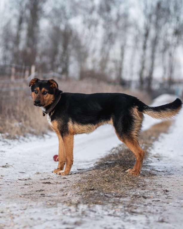 Собаки в Дзержинском: Умный пес Дружок в добре руки Мальчик, Бесплатно - фото 7