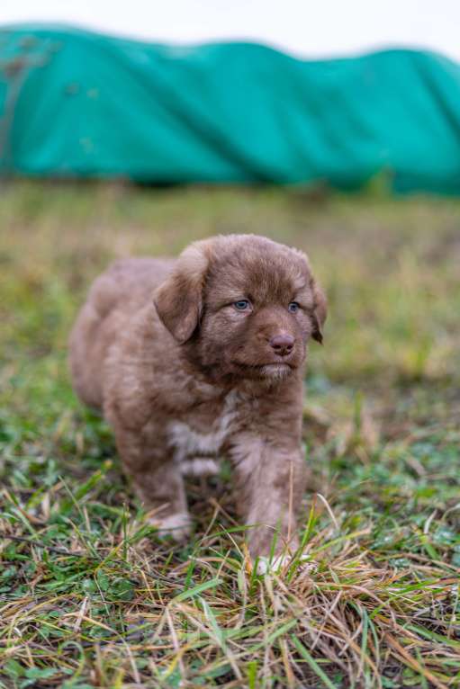 Собаки в Рязани: Щенок болгарской овчарки, собака для охраны Девочка, 70 000 руб. - фото 6