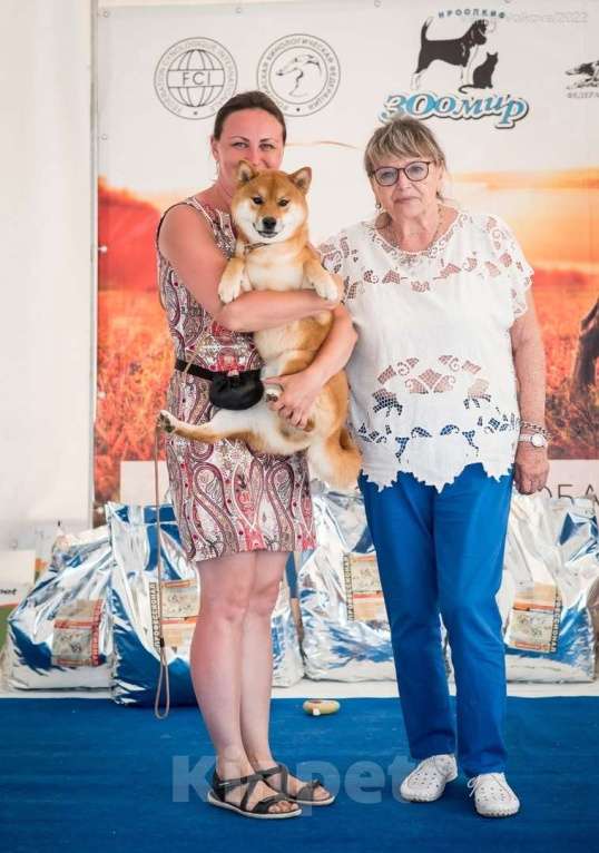 Собаки в Москве: Сиба ину вязка Мальчик, 40 000 руб. - фото 9