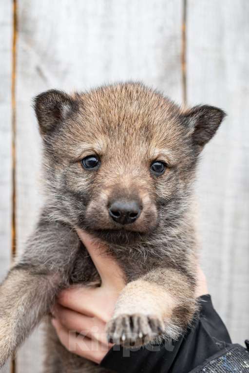 Собаки в Рязани: Девочка чехословацкого влчака Мальчик, 100 000 руб. - фото 1