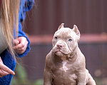 Собаки в других городах Московской области: Американский булли щенок  Девочка, 100 000 руб. - фото 2