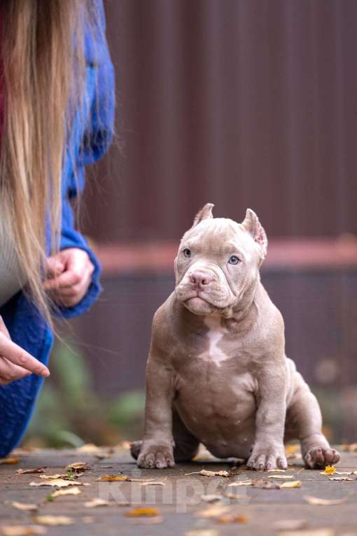 Собаки в других городах Московской области: Американский булли щенок  Девочка, 100 000 руб. - фото 2