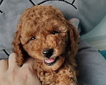 Собаки в Мытищах: Миниатюрный пудель Анто Мальчик, 130 000 руб. - фото 2