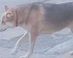 Собаки в Екатеринбурге: Красавчик  Мальчик, Бесплатно - фото 1