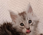 Кошки в Колпино: Котята Мейн кун Мальчик, 40 000 руб. - фото 1