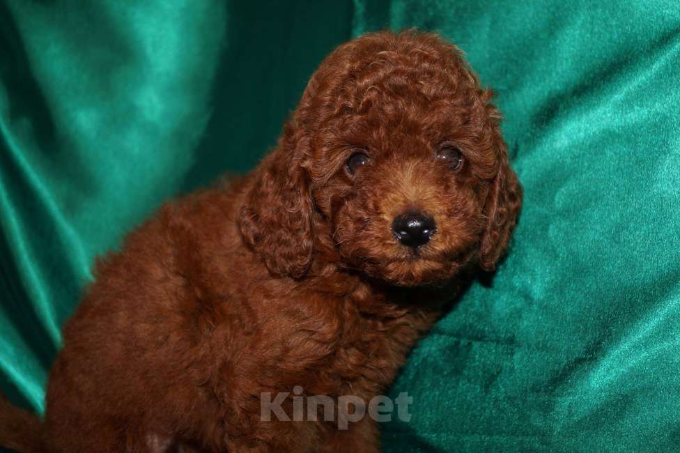 Собаки в Москве: Пудель-щенок деволчка Девочка, 80 000 руб. - фото 3