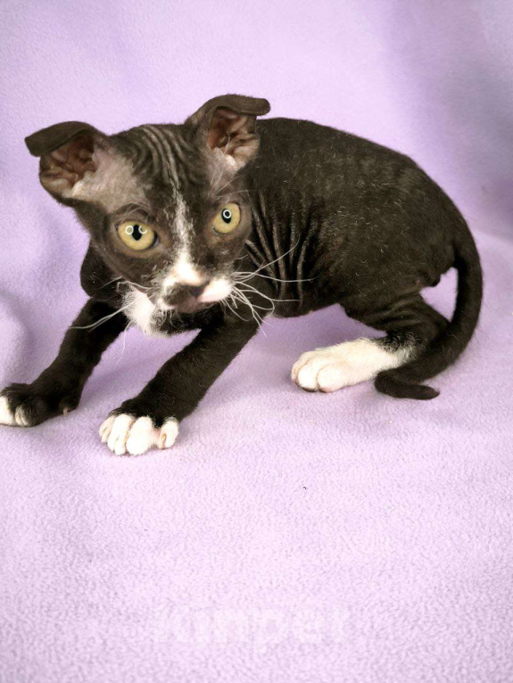 Кошки в Москве: Украинский левкой чистопродный.  Мальчик, Бесплатно - фото 2