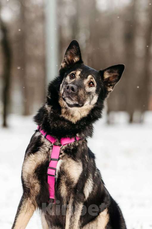 Собаки в Москве: Муза в поисках родственной души Девочка, Бесплатно - фото 7