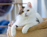 Кошки в Москве: кот Геннадий Мальчик, Бесплатно - фото 8
