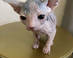 Кошки в Новосибирске: Канадский сфинкс девочка Девочка, 11 000 руб. - фото 2