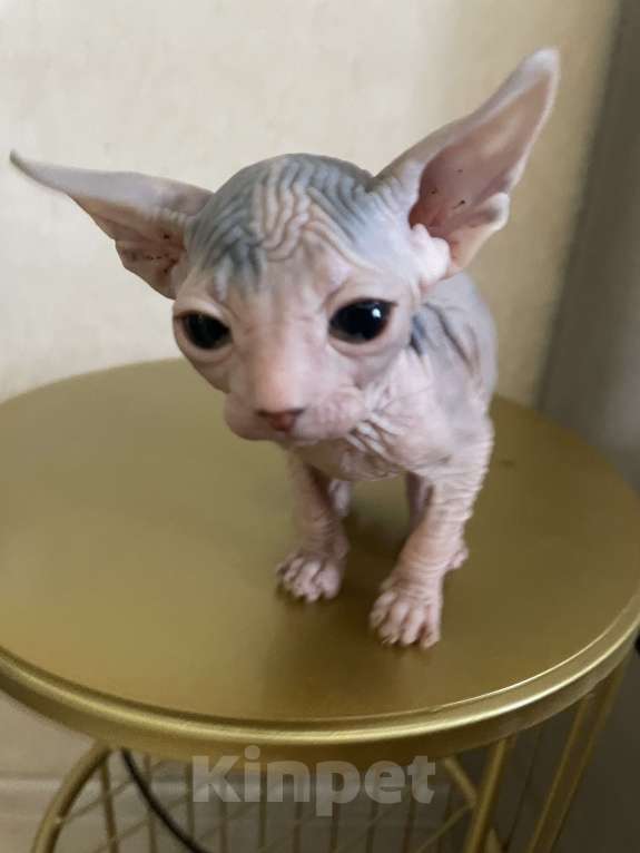 Кошки в Новосибирске: Канадский сфинкс девочка Девочка, 11 000 руб. - фото 2