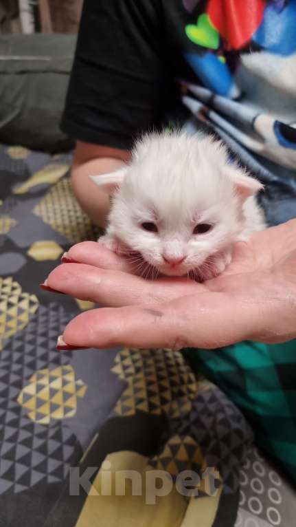 Кошки в Москве: Бронь Мейн-кунчиков Мальчик, 50 000 руб. - фото 4