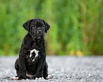 Собаки в Томске: Кане Корсо щенок Мальчик, 50 000 руб. - фото 2