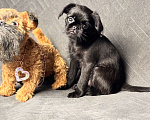 Собаки в Москве: Черный гриффон Атом . Декабрь 2025 Мальчик, 65 000 руб. - фото 1