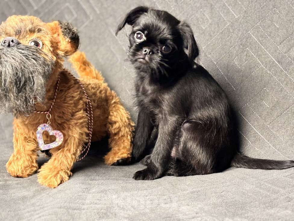 Собаки в Москве: Черный гриффон Атом . Декабрь 2025 Мальчик, 65 000 руб. - фото 1