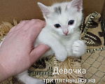 Кошки в других городах Московской области: Котенок Девочка, Бесплатно - фото 1