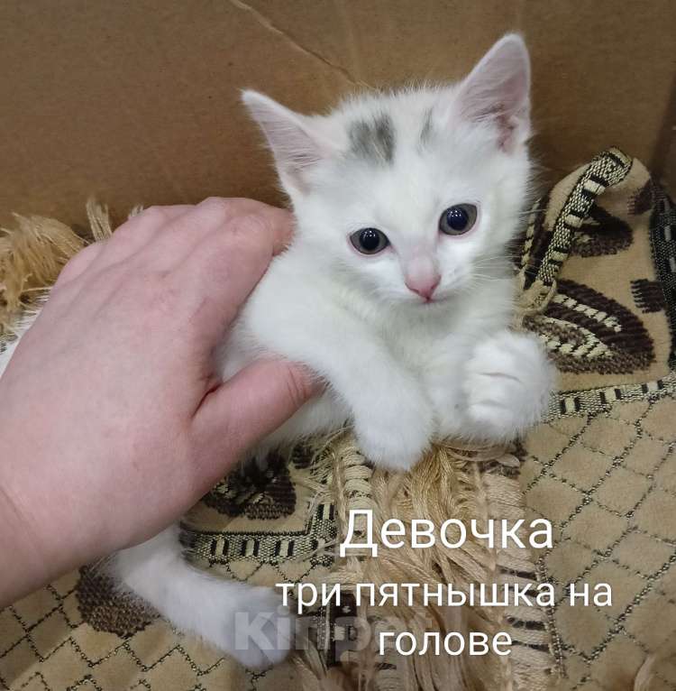 Кошки в других городах Московской области: Котенок Девочка, Бесплатно - фото 1