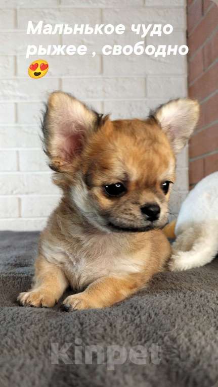 Собаки в других городах Челябинской области: чихуахуа мальчик  Мальчик, 45 000 руб. - фото 1