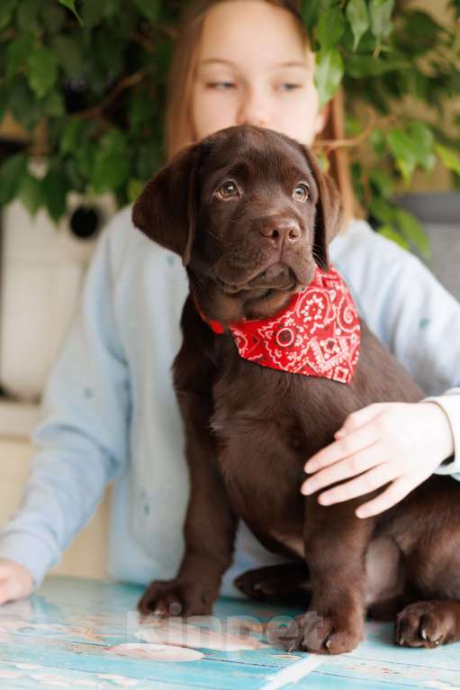 Собаки в Москве: Шоколадный мальчик с мягким характером и взглядом Мальчик, 80 000 руб. - фото 4