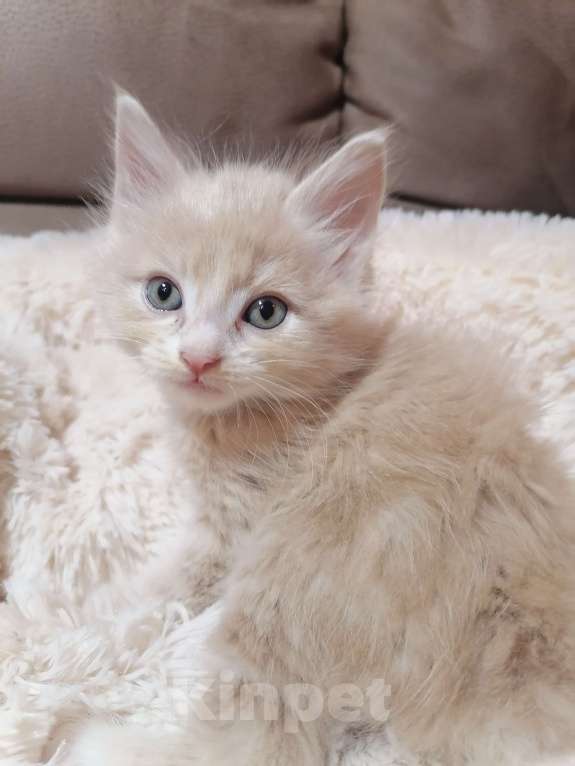 Кошки в Калуге: Котенок по имени Марк!!! Мальчик, 45 000 руб. - фото 2