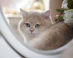 Кошки в Москве: Британская девочка Кэти Девочка, 70 000 руб. - фото 4