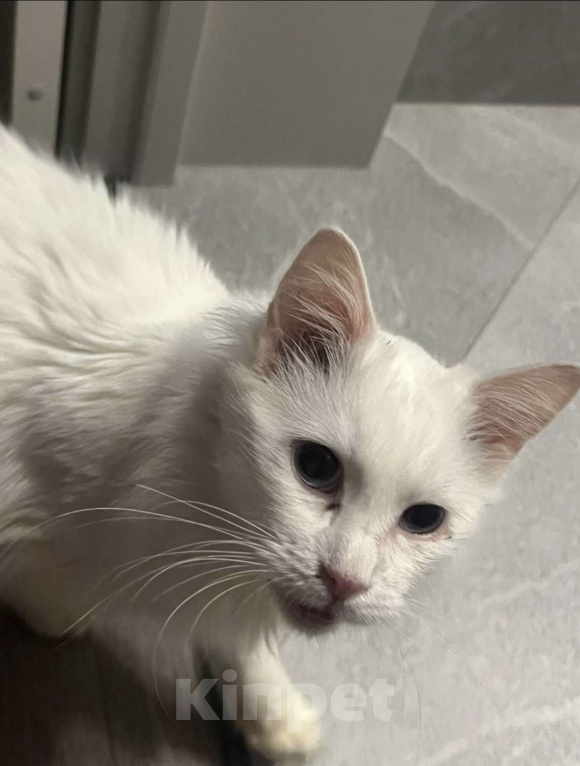 Кошки в других городах Ленинградской области: Ласковый глухой котик Мальчик, Бесплатно - фото 3