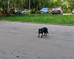 Собаки в Нижнем Новгороде: Черный пёс. Мальчик, Бесплатно - фото 2