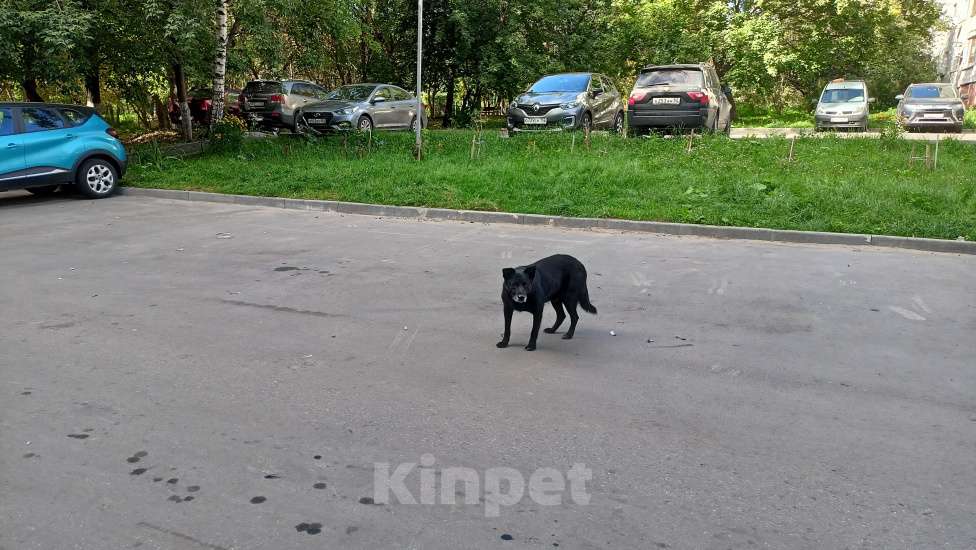 Собаки в Нижнем Новгороде: Черный пёс. Мальчик, Бесплатно - фото 2