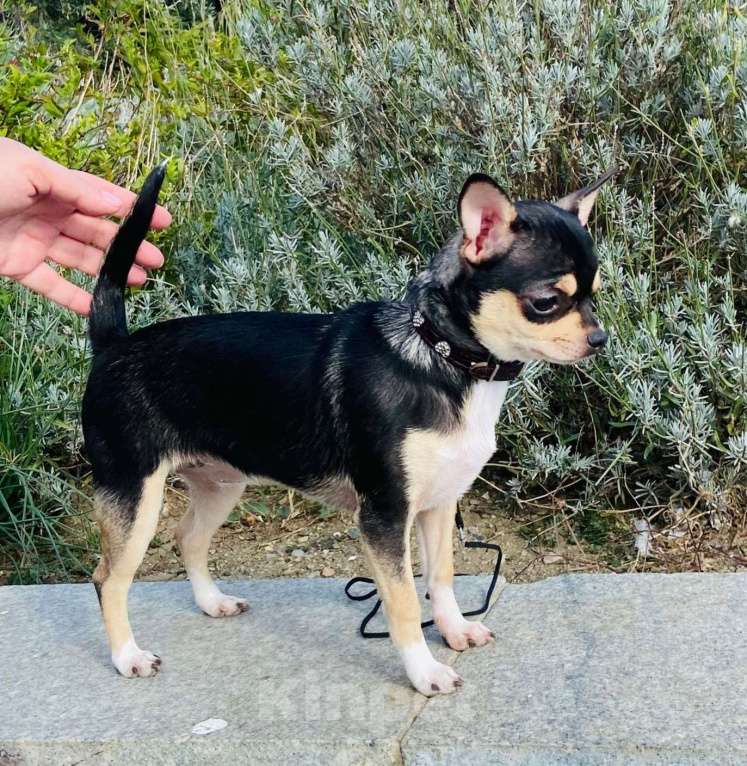 Собаки в Ялте: Чихуахуа подрощенная девочка Девочка, 40 000 руб. - фото 6