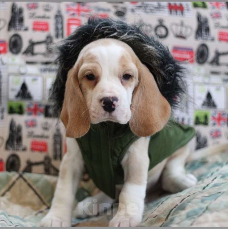 Собаки в других городах Московской области: Кобель бигль Мальчик, 70 000 руб. - фото 3