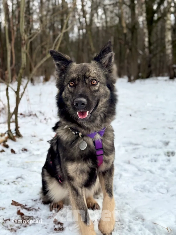 Собаки в Москве: В её глазах яркость и красота. В её шерсти мягкость и спокойствие. В её душе веселье и радость ???? Девочка, Бесплатно - фото 3