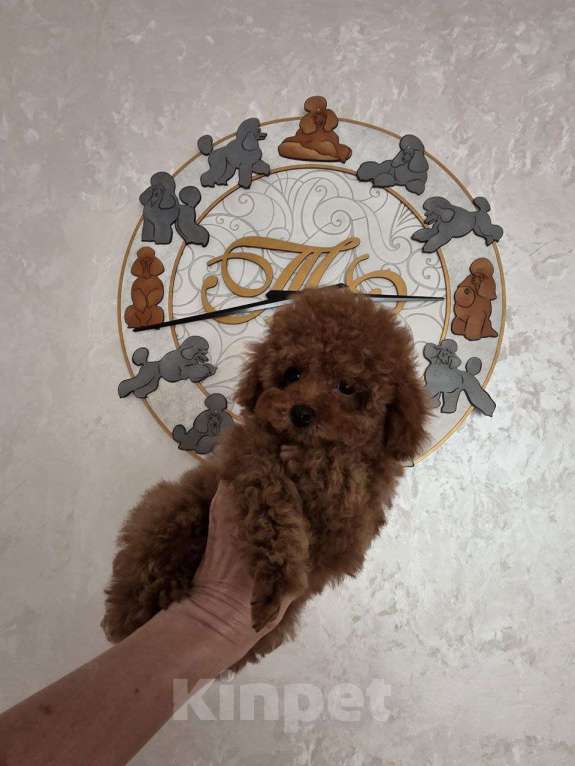 Собаки в Москве: Щенок той пуделя Мальчик, Бесплатно - фото 1