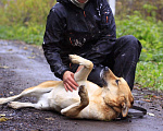 Собаки в Балашихе: Золотая семейная Оливия 3,5г из приюта Девочка, Бесплатно - фото 10