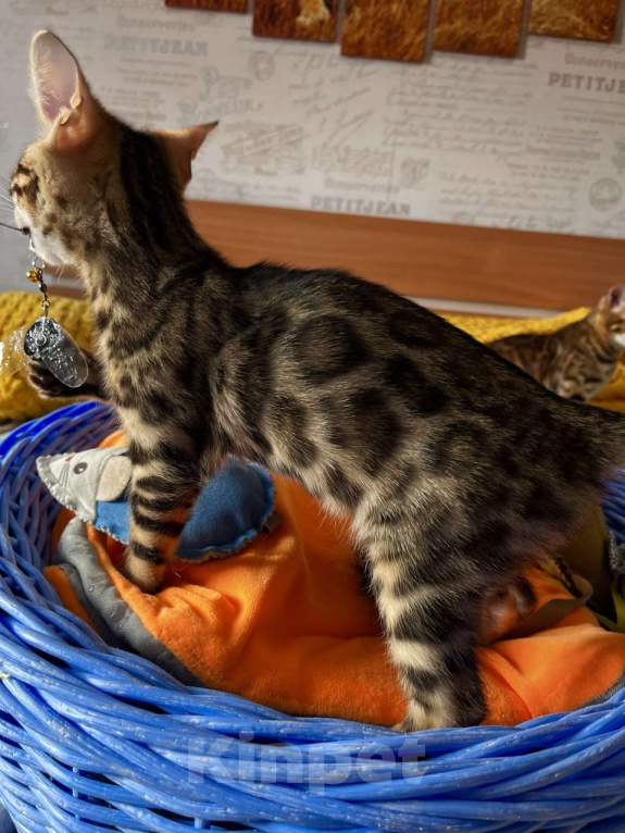 Кошки в Самаре: Бенгальская девочка Veritay Bayleys Девочка, 60 000 руб. - фото 1